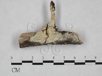 藏品(絲皮菌屬)的圖片