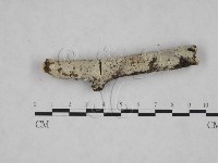 藏品(剛毛絲皮菌)的圖片