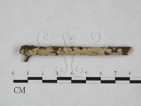 藏品(射脈菌屬)的圖片