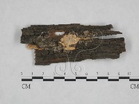 藏品(射脈菌屬)的圖片