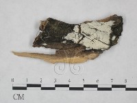 藏品(冇骨消絲齒菌)的圖片