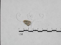 藏品(多年臥孔菌屬)的圖片