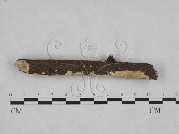 藏品(耙菌屬)的圖片