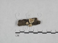 藏品(耙菌屬)的圖片