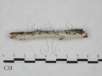 藏品(冇骨消絲齒菌)的圖片