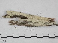 藏品(冇骨消絲齒菌)的圖片