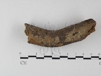 藏品(刺皮菌屬)的圖片