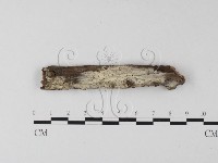 藏品(絲皮菌屬)的圖片