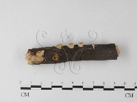 藏品(多年臥孔菌屬)的圖片