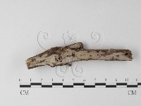 藏品(筍殼菌屬)的圖片