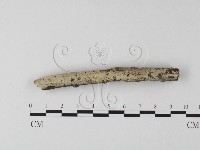 藏品(絲齒菌屬)的圖片