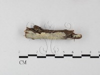 藏品(絲齒菌屬)的圖片