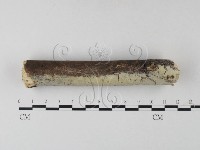 藏品(絲齒菌屬)的圖片