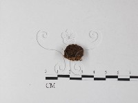 藏品(纖孔菌屬)的圖片