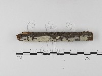 藏品(絲齒菌屬)的圖片