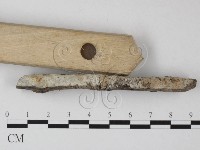 藏品(絲皮菌屬)的圖片