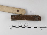 藏品(木層孔菌屬)的圖片