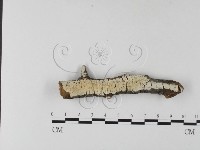 藏品(冇骨消絲齒菌)的圖片