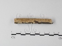 藏品(耙菌屬)的圖片