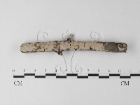 藏品(筍殼菌屬)的圖片