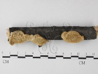 藏品(栓菌屬)的圖片