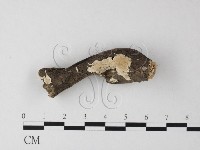 藏品(多年臥孔菌屬)的圖片