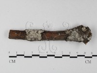 藏品(剛毛絲皮菌)的圖片