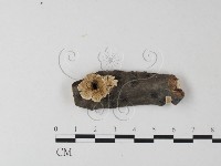 藏品(齒耳菌屬)的圖片