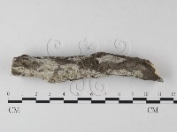 藏品(剛毛絲皮菌)的圖片