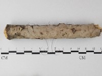 藏品(筍殼菌屬)的圖片