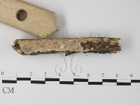 藏品(多年臥孔菌屬)的圖片