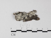 藏品(剛毛絲皮菌)的圖片