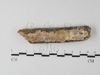 藏品(多年臥孔菌屬)的圖片