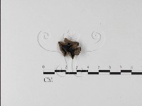 藏品(毛木耳)的圖片