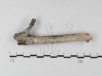 藏品(絲皮菌屬)的圖片