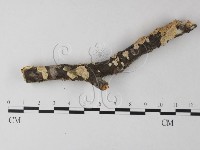 藏品(耙菌屬)的圖片