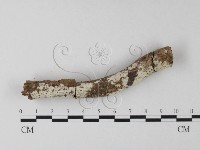 藏品(冇骨消絲齒菌)的圖片