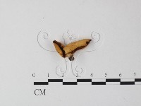 藏品(多孔菌屬)的圖片