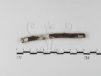 藏品(刺皮菌屬)的圖片