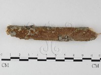 藏品(刺革菌屬)的圖片