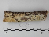 藏品(絲齒菌屬)的圖片