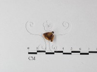 藏品(多孔菌屬)的圖片