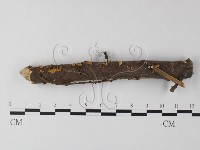 藏品(小皮傘屬)的圖片