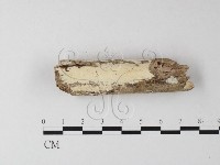 藏品(骨皮菌屬)的圖片