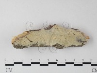 藏品(齒耳菌屬)的圖片