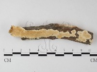 藏品(齒耳菌屬)的圖片