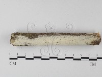 藏品(冇骨消絲齒菌)的圖片