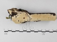 藏品(齒耳菌屬)的圖片