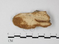 藏品(多年臥孔菌屬)的圖片