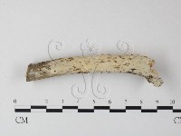 藏品(絲齒菌屬)的圖片